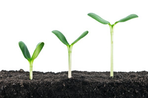 three small plant isolated on white