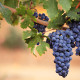 Close-up of large bunches of red wine grapes on the vine, with warm blurred background and copy space.