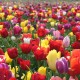 field-of-tulips1