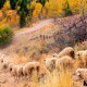 Clear-Creek-Sheep-1078x516