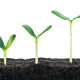 three small plant isolated on white